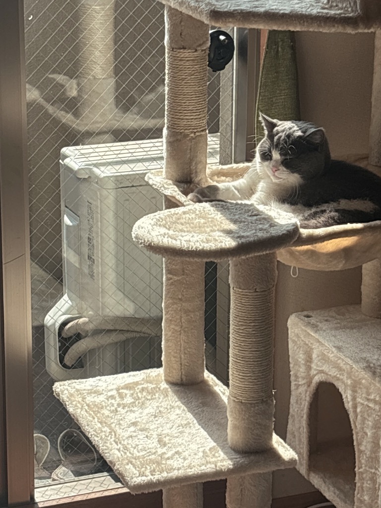 送料無料 キャットタワー スリム 大型猫用 多頭飼い 猫タワー
