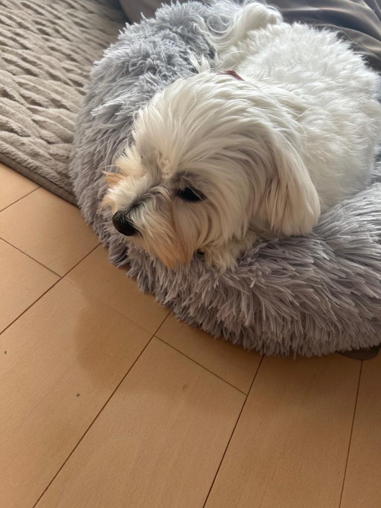 全体のレビュー画像 | 1-1