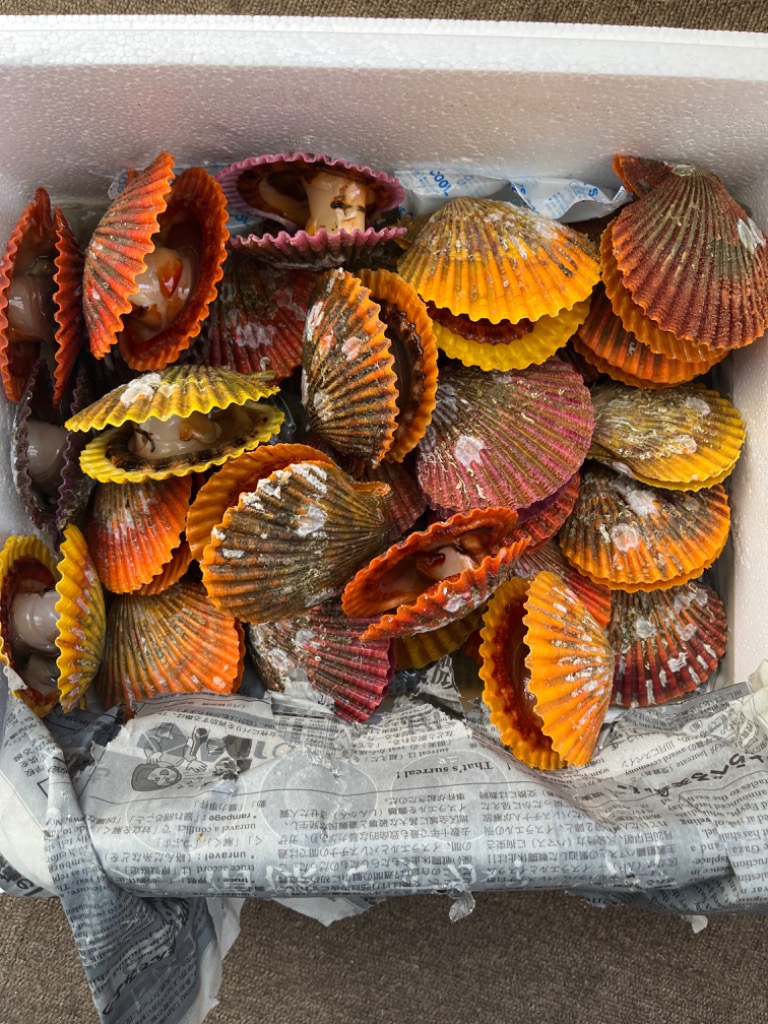 ひおうぎ貝.105ミリ ひおうぎ貝.105ミリ ヒオウギガイ／桧扇貝／緋扇貝／虹色貝／ひおう