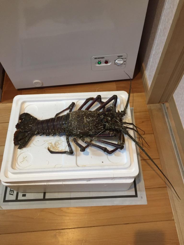 巨大！冷凍伊勢海老1尾1.2kg送料込 ジャンボ伊勢海老 1尾 1.2kg超 : ナカトー - 通販 - Yahoo