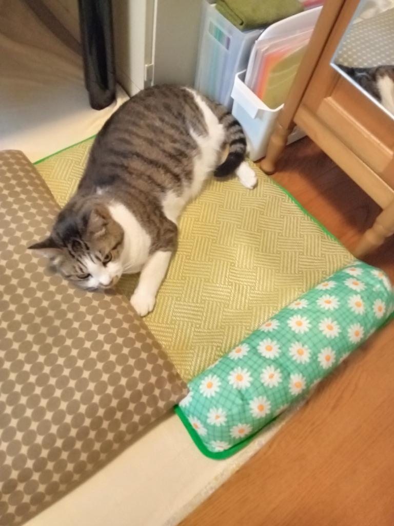 レビュー画像