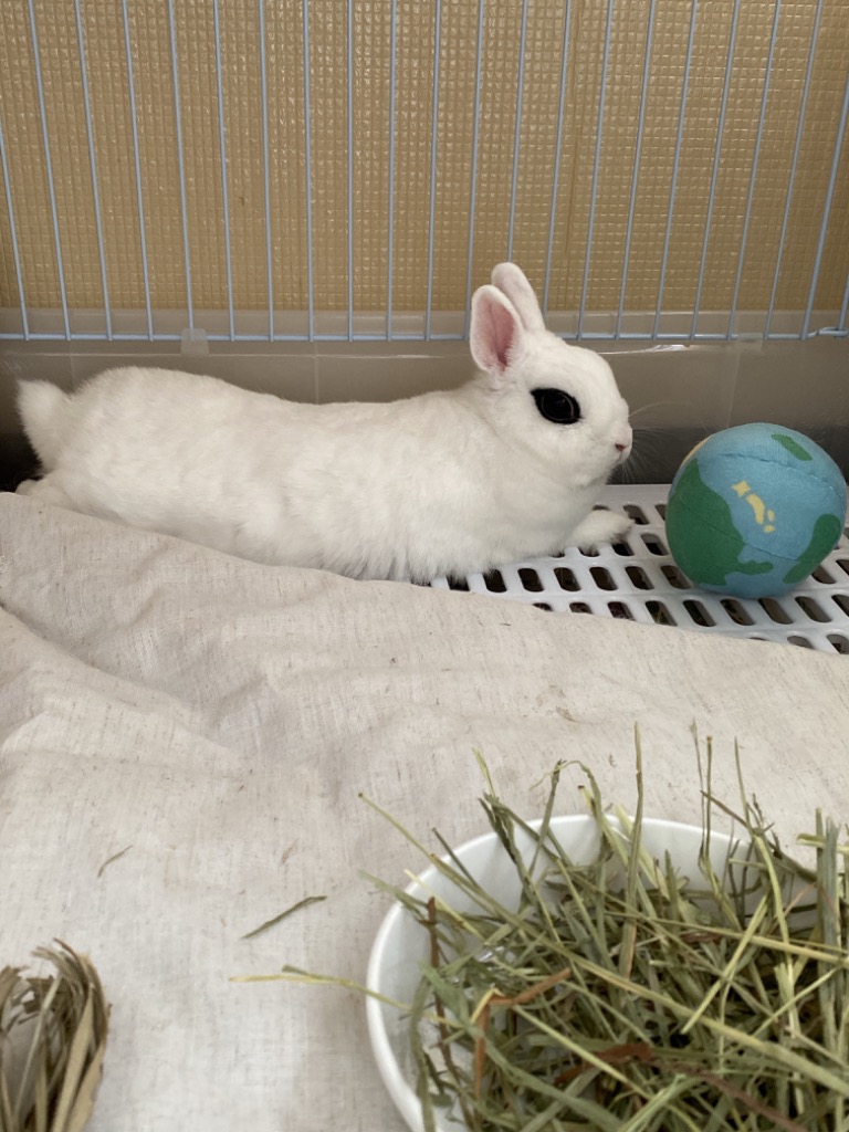 送料無料】カナダ産 チモシー 2番刈/二番刈り 1kg うさぎ