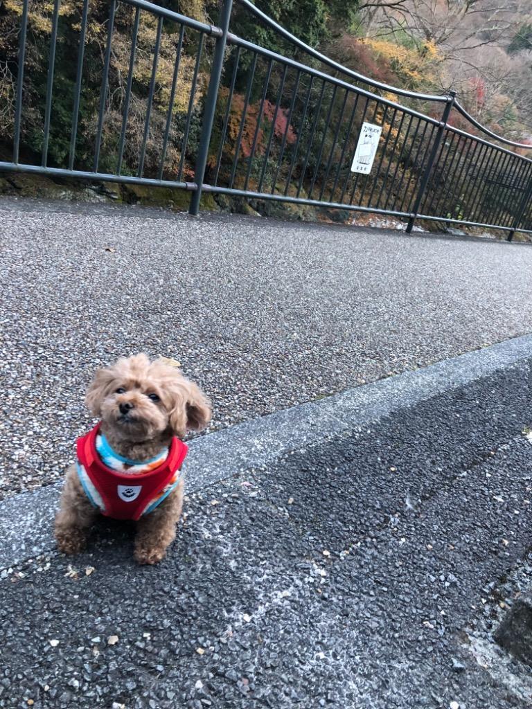 9件目のレビュー画像 | 1