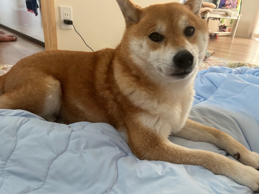 レビュー画像