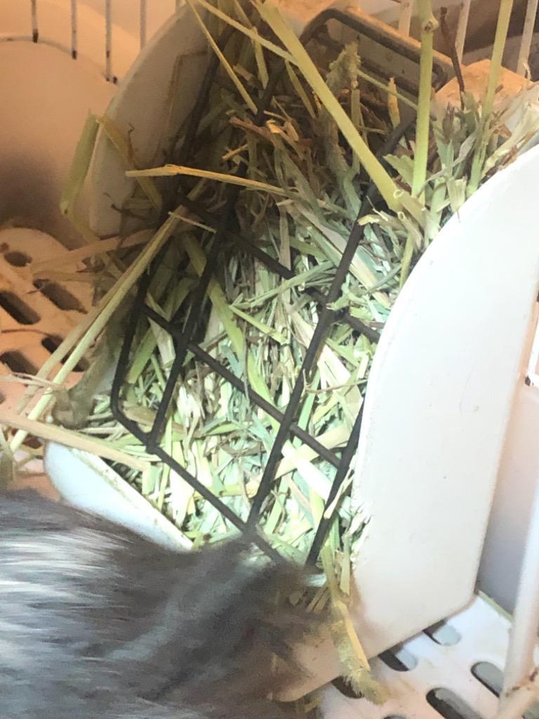あや　アメリカ産チモシー20㎏＋キューブ1㎏ アメリカ産 プレミアム チモシー 1番刈り 20kg うさぎ 小動物 牧草