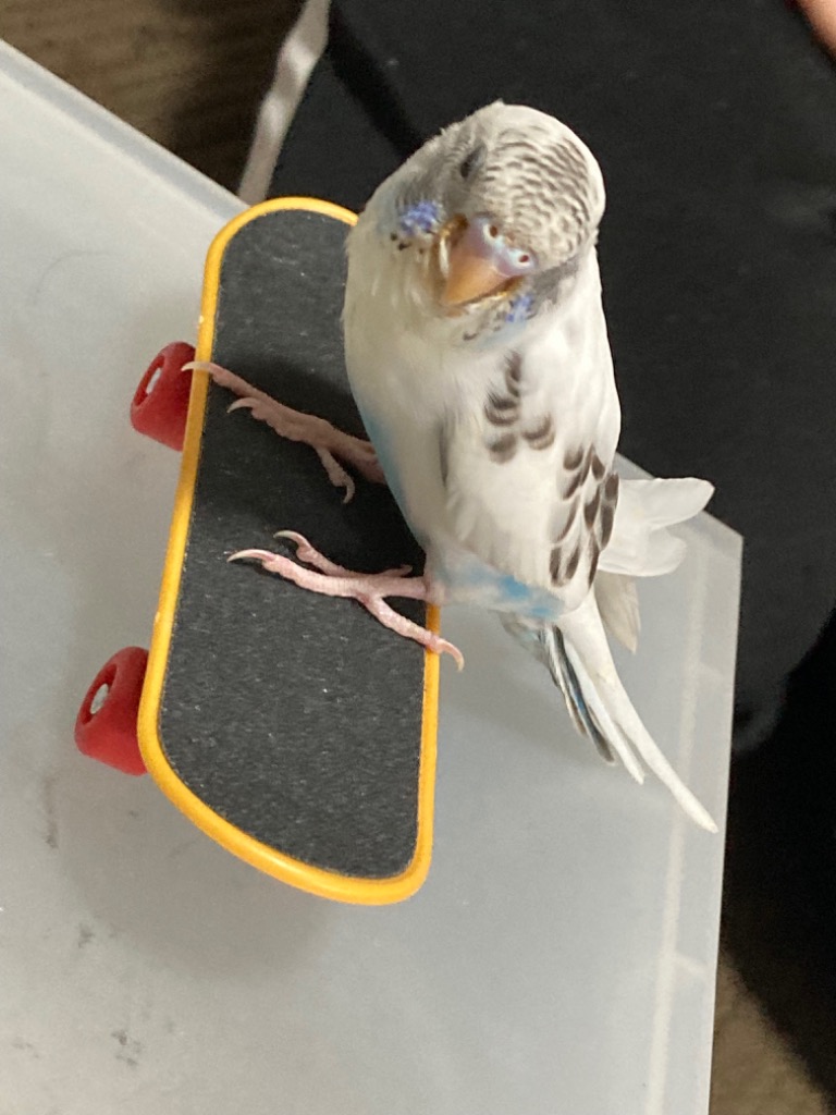 バードカービング(セキセイインコ) インコのバードカービング