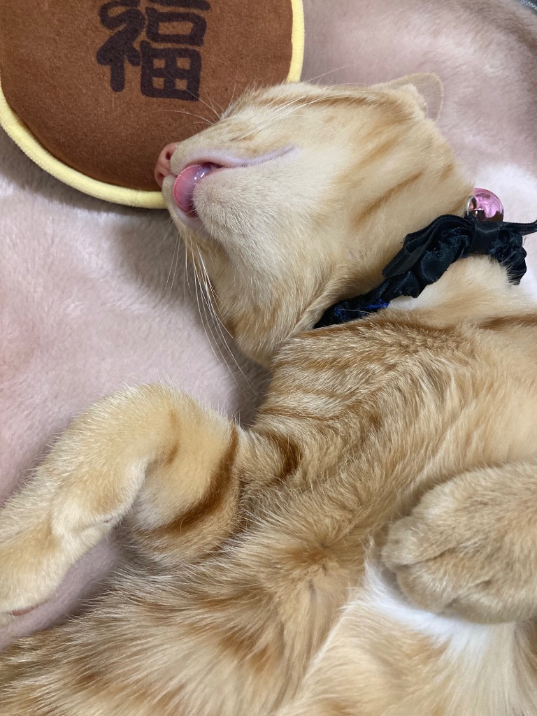 全体のレビュー画像 | 1-0