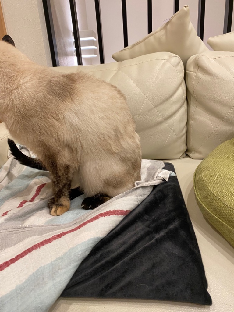 全体のレビュー画像 | 5-0