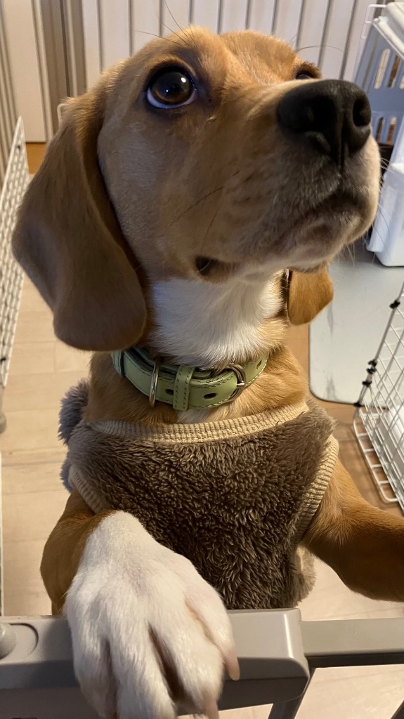 1件目のレビュー画像 | 0