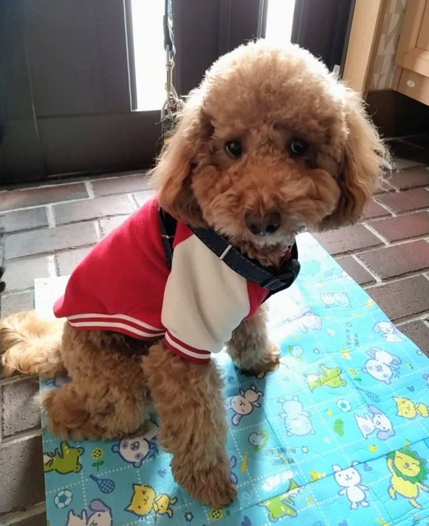 2件目のレビュー画像 | 0