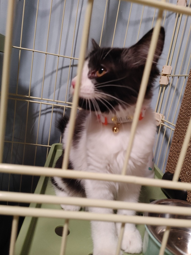 猫(ねこ)ちゃん用迷子札にもなるちょっとだけ外れにくいセイフ 猫(ねこ)ちゃん用迷子札にもなるちょっとだけ外れにくいセイフ