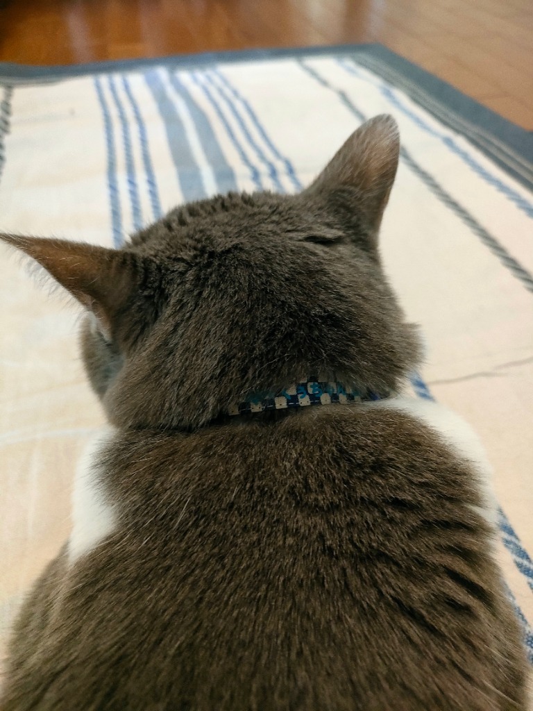 レビュー画像