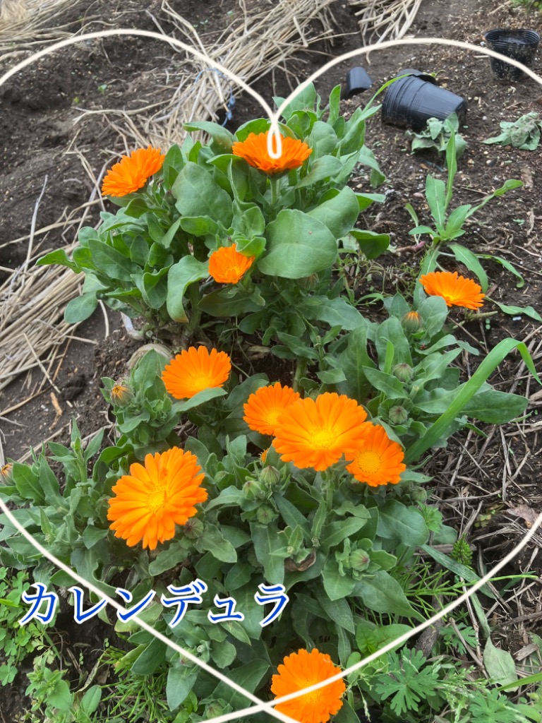 1件目のレビュー画像 | 2