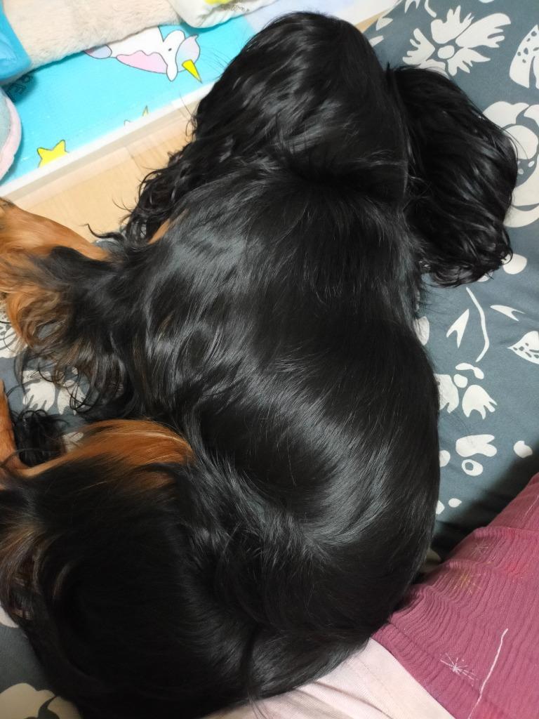 評判 犬 シャンプー 無添加 すすぎいらず 犬用入浴剤 酵素 500ml 天然酵素ニコエコシリーズ