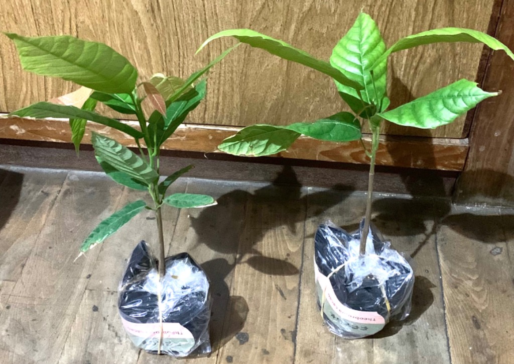 大株 チョコレートの木（カカオ）樹高40センチ程度 ：熱帯果樹苗