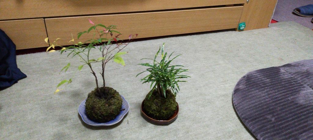 苔玉用 苔ポッド 2個 送料込み！ :koke-p:ニイガタゼロニイゴ - 通販 - Yahoo!ショッピング