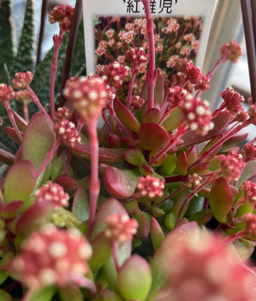 紅稚児② 抜き苗 クラッスラ 紅稚児 【多肉植物 3号】｜ 【植物のITANSE