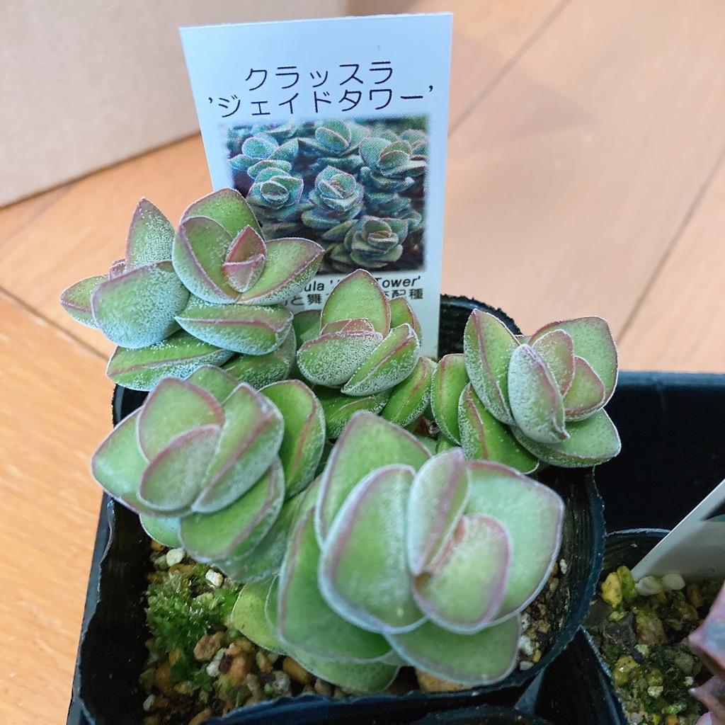クラッスラ 'ジェイドタワー' : にじはなPlants - 通販 - Yahoo