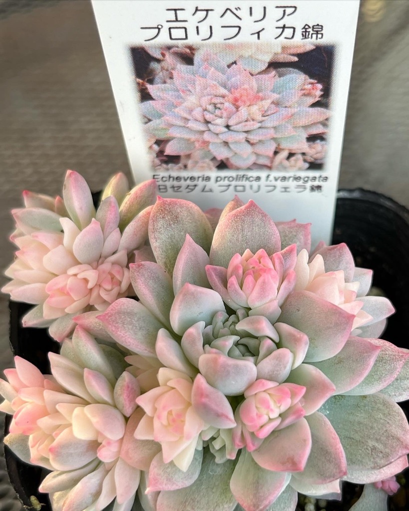 エケベリア プロリフィカ錦 : にじはなPlants - 通販 - Yahoo