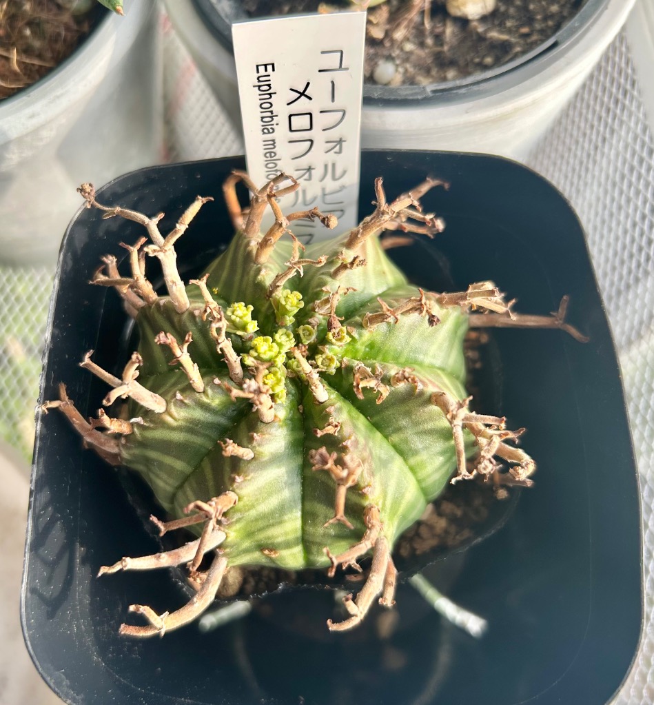 ユーフォルビア メロフォルミス 7.5cmポット : にじはなPlants