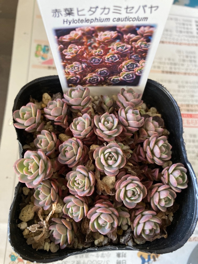 赤葉ヒダカミセバヤ : にじはなPlants - 通販 - Yahoo!ショッピング