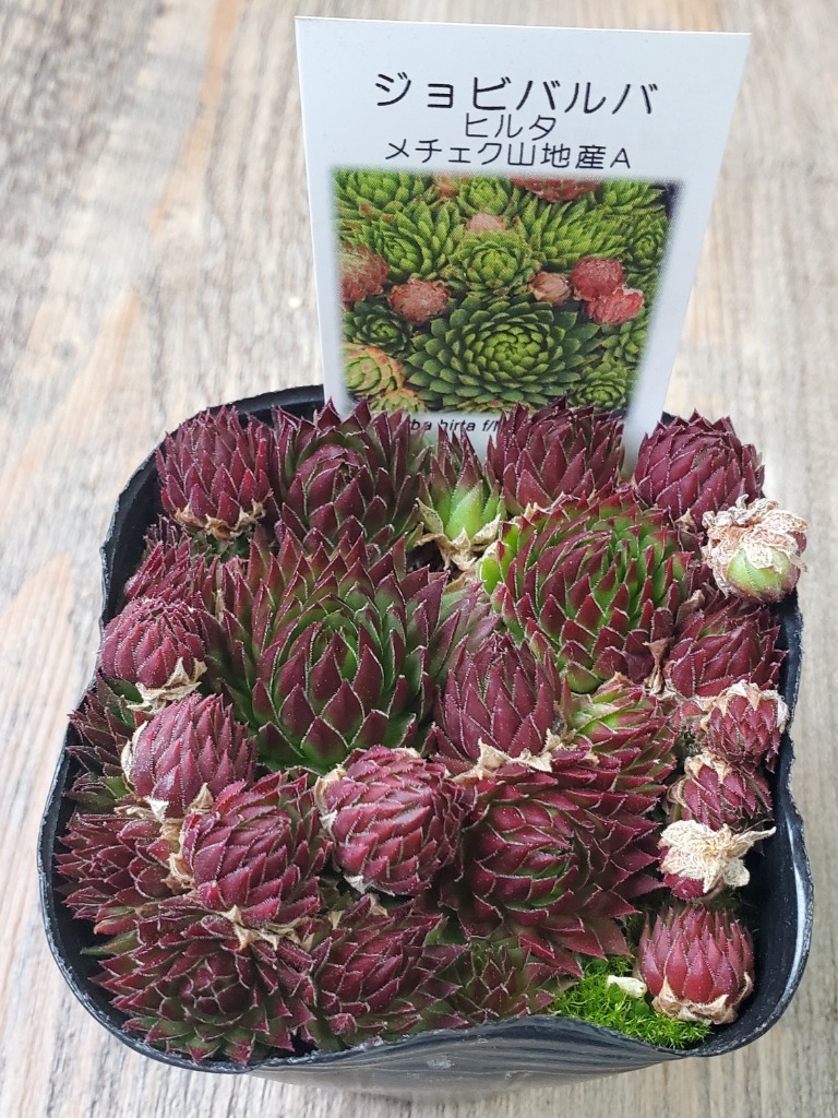 ジョビバルバ　ヒルタ　⑤ 楽天市場】ヒルタ・ヘッジホッグ ジョビバルバ属 多肉植物 9cm