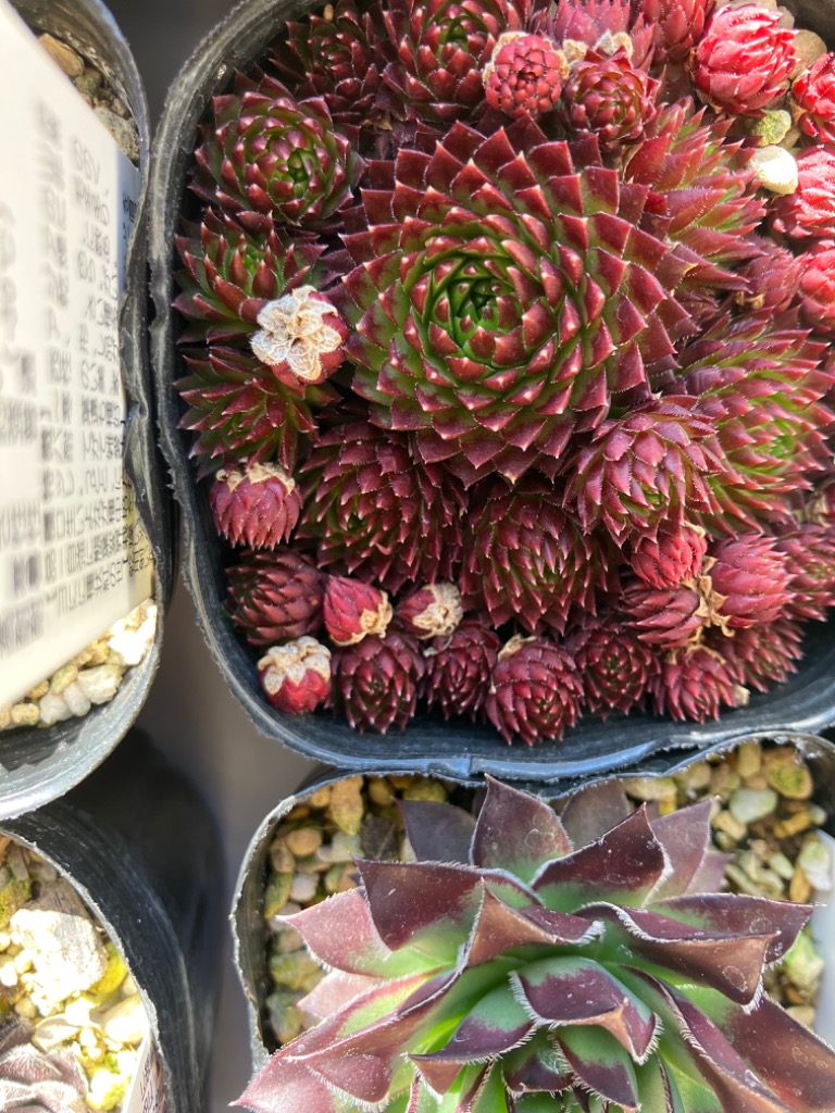 ジョビバルバ　ヒルタ　⑤ ジョビバルバ ヒルタ グラブレスケンス ハイ タトラ産 : にじはな