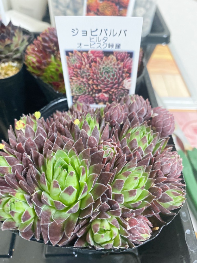 ジョビバルバ ヒルタ オービスク峠産 : jovi-12 : にじはなPlants - 通販 - Yahoo!ショッピング