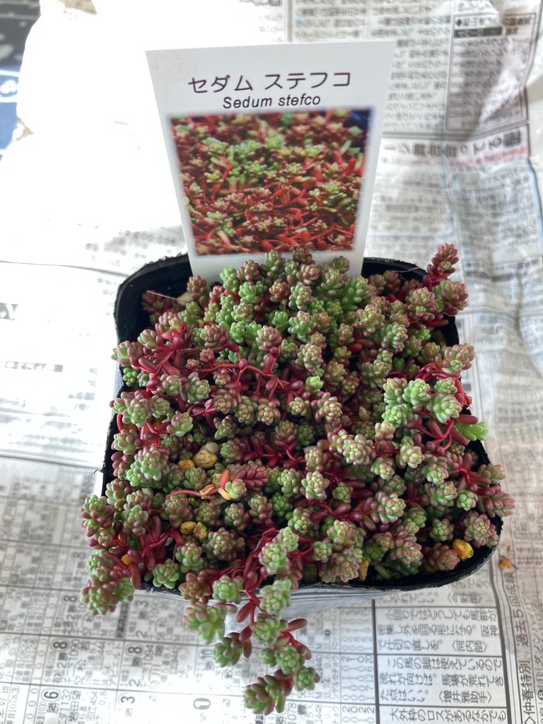 生育中のセダム 黒鉢 セダム | 商品一覧 | 園芸ネット