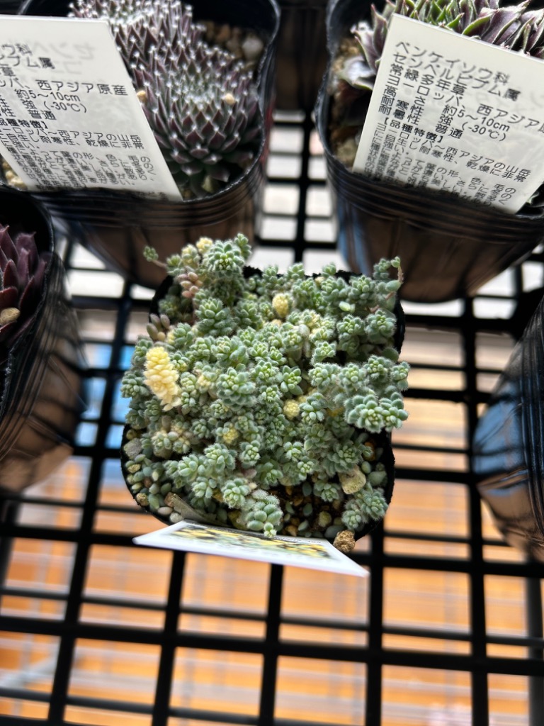 多肉植物　激レアセダム　クリーム玉蛋白　5カット(カットに付き根っこ有りません セダム 玉蛋白 【多肉植物 2.5～3号】｜ 【植物のITANSE