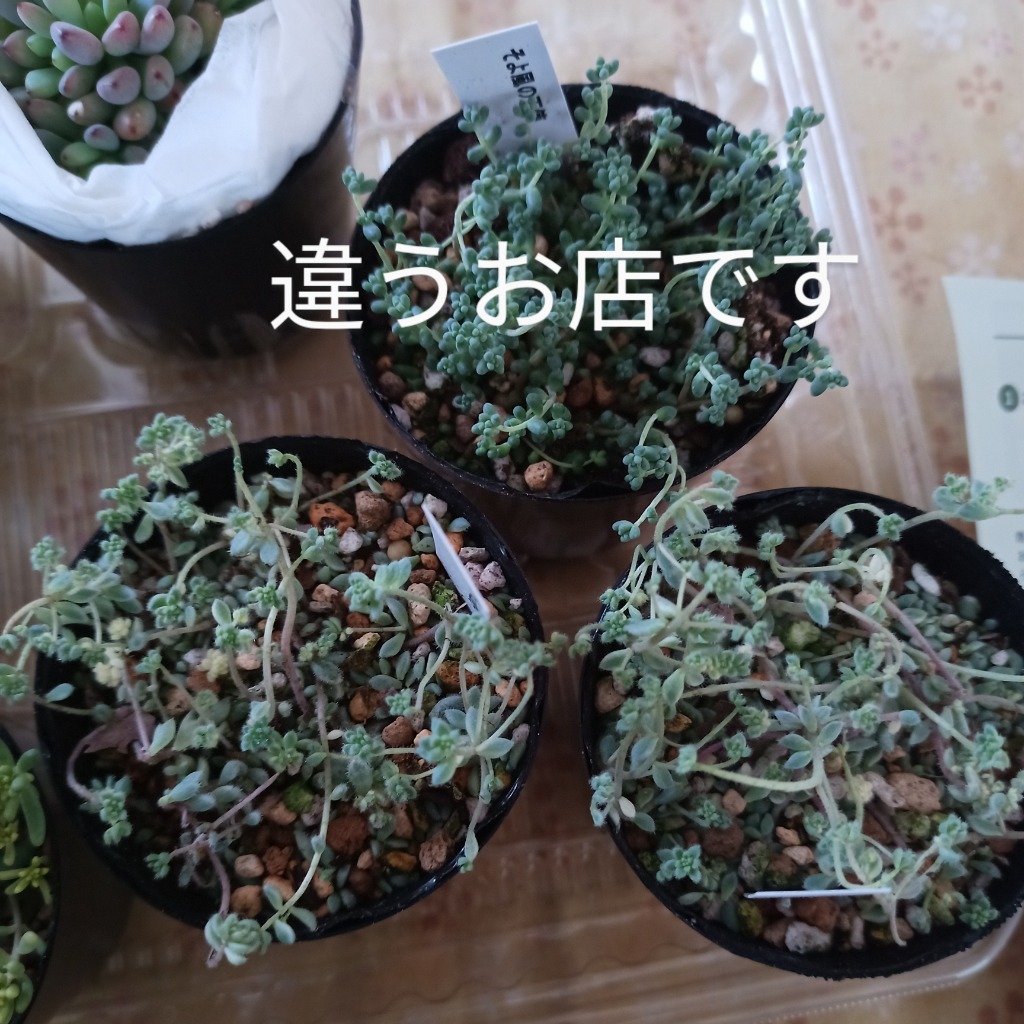 セダム 'クリーム玉蛋白' : にじはなPlants - 通販 - Yahoo!ショッピング