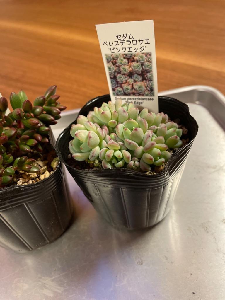 セダム ペレスデラロサエ 'ピンクエッジ' : sed-064 : にじはなPlants - 通販 - Yahoo!ショッピング