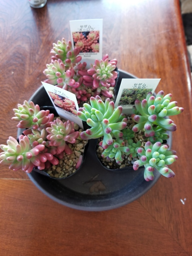 セダム '乙女心' : にじはなPlants - 通販 - Yahoo!ショッピング