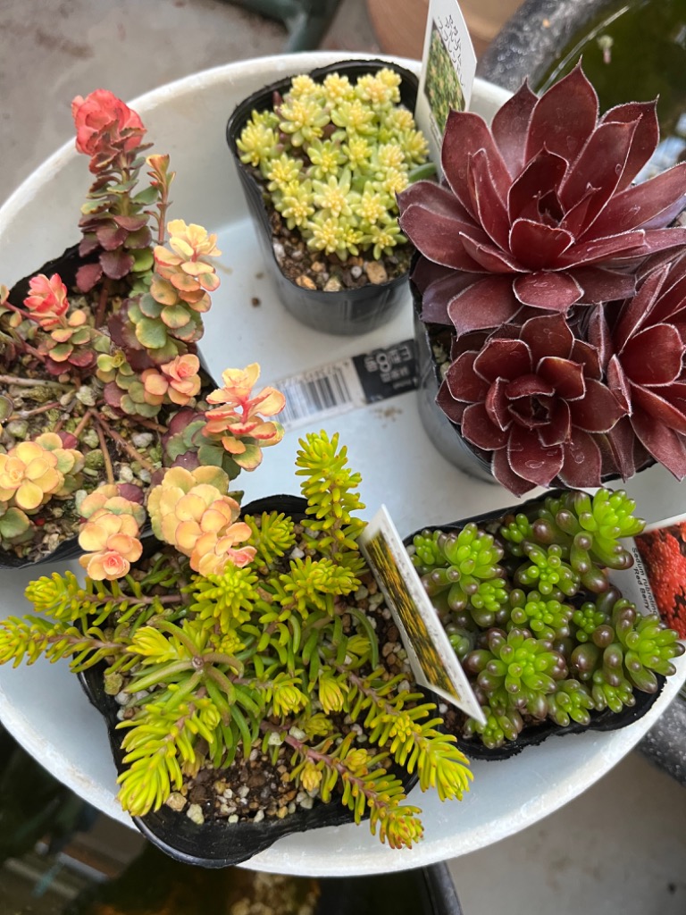 斑入り小型キリンソウ　2ポット　※ゆうパケットプラス発送 斑入り小型キリンソウ 2ポット ※ゆうパケットプラス発送 小型斑入り