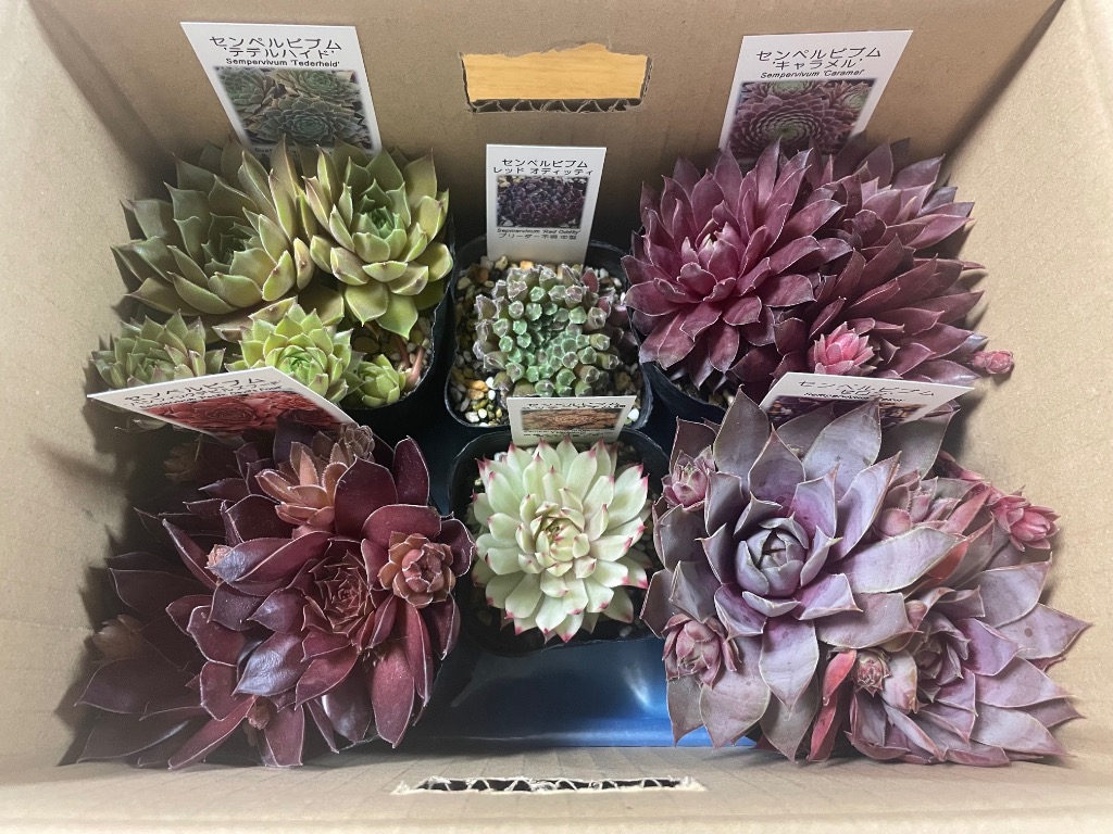 センペルビブム 'セロン' : にじはなPlants - 通販 - Yahoo!ショッピング