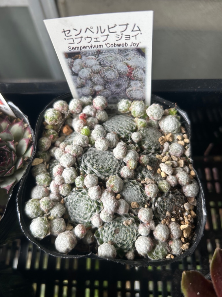 センペルビウム★Webby Flame★根付♪ センペルビウム☆Webby Flame☆根付♪ 【公式通販】