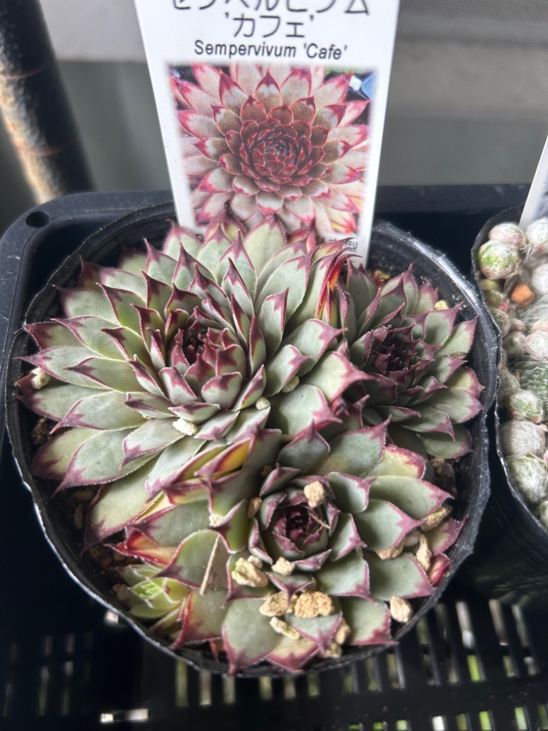 センペルビウム　FrostyCorfee　フロスティコーヒー Espresso Float !! @esp_riot104 @espressocity_utsunomiya