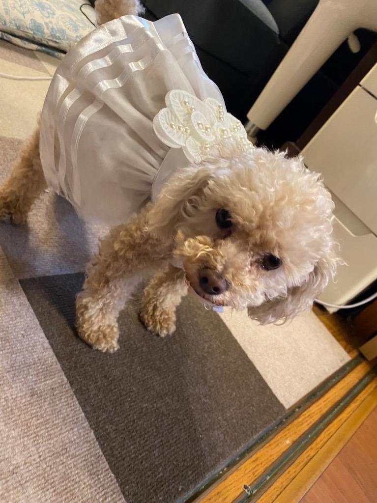 犬 ドレス ワンピース ウエディングドレス XS S M L XL 小型犬 中型犬