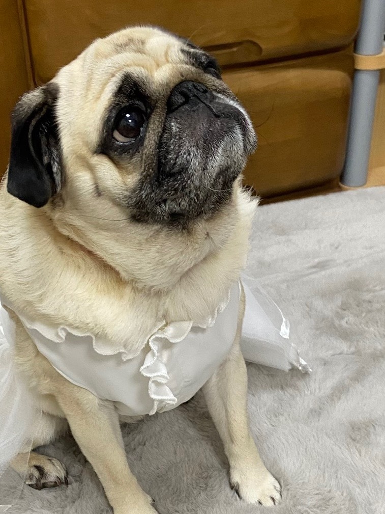☆超美品 BONNIE&CO (XSサイズ) ドレス 犬服 ウエディングドレス
