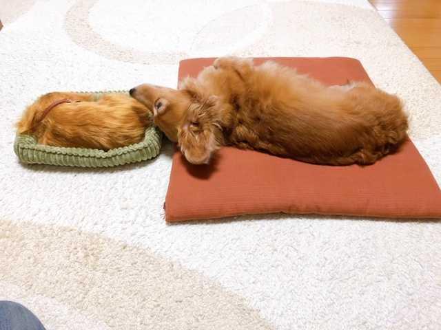 1件目のレビュー画像 | 0