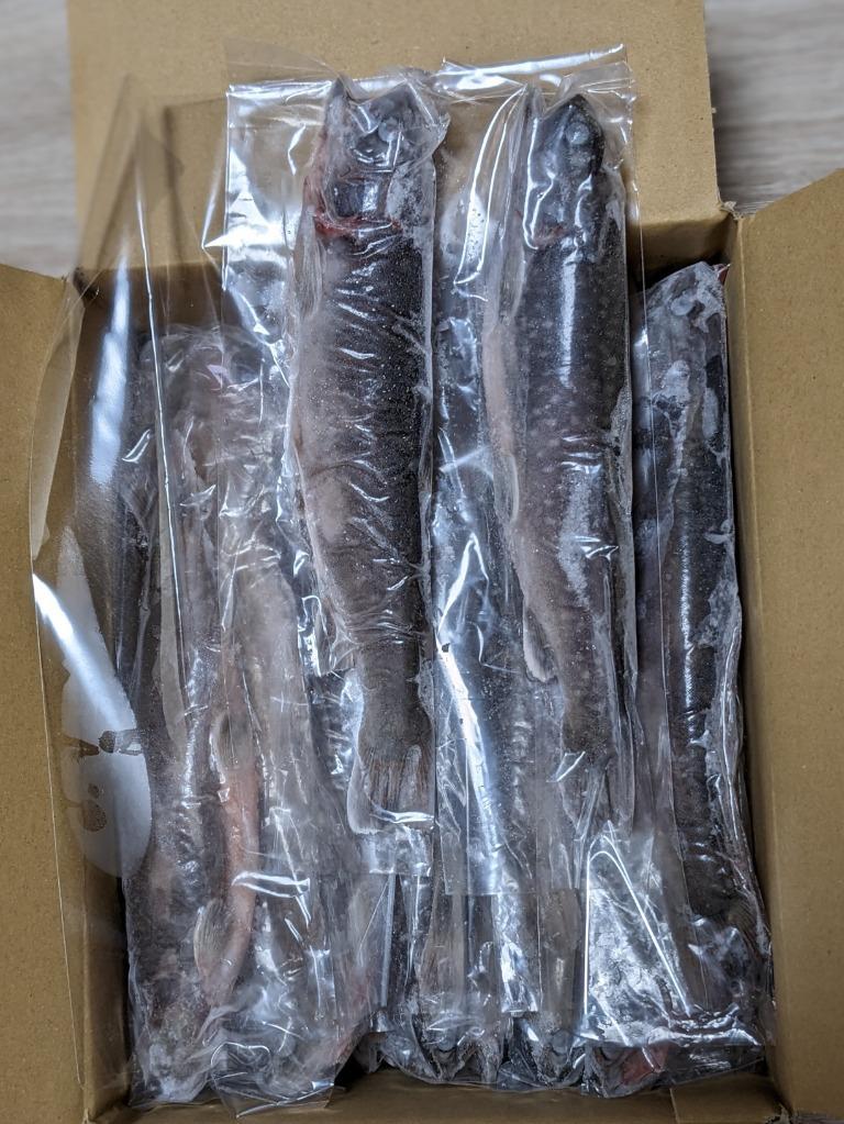 送料無料】冷凍岩魚 30匹(腹抜き) 焼き魚・揚げ物に最適な大き 送料無料】冷凍岩魚 30匹(腹抜き) 焼き魚・揚げ物に最適な大き