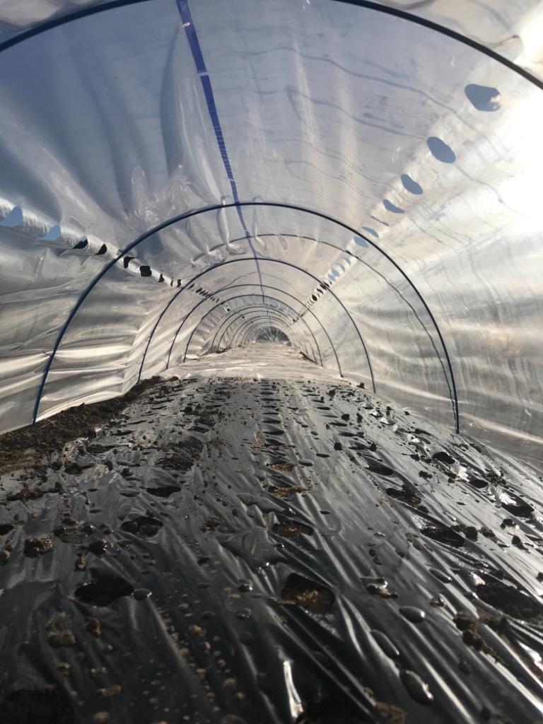 直送品 トンネル栽培用ＰＯ 穴あきトンネル 厚さ0.05mm×長さ100m×孔2列