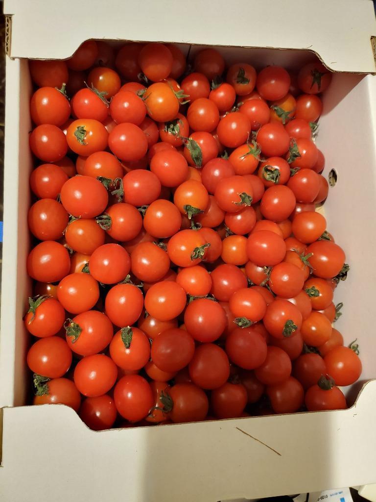 ミニトマト 送料無料 北海道産 Sサイズ 2kg (2キロ) 価格 2880円