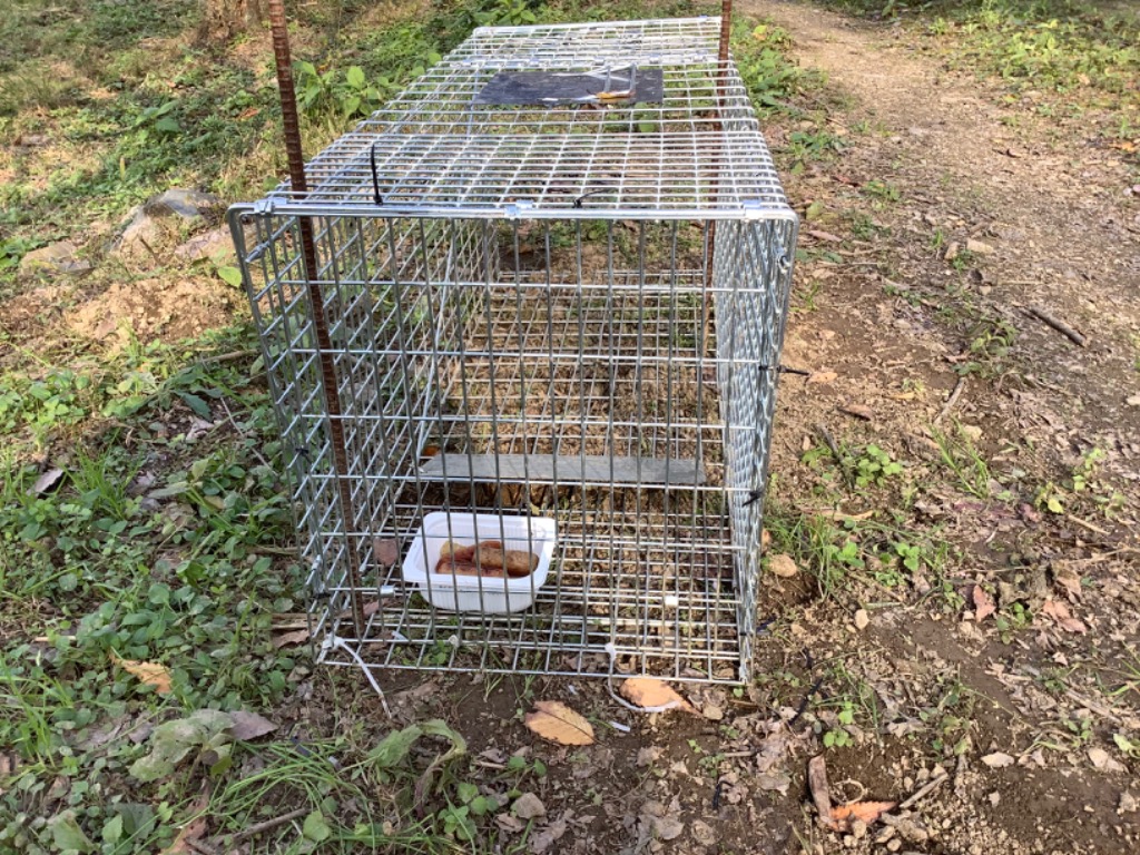 捕獲器 猫 アニマルトラップ トラップ 【LLサイズ】 駆除 捕獲