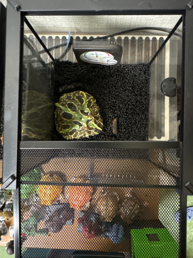 爬虫類 飼育ケース 20×20×20 ガラス 昆虫飼育ケース クモ サソリ
