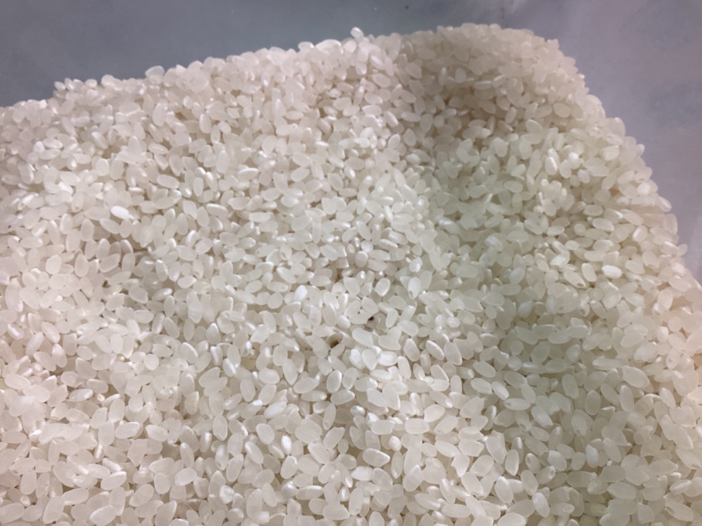 ひとめぼれ 鳥取県令和6年産 ひとめぼれ 玄米10kg 条件付き送料