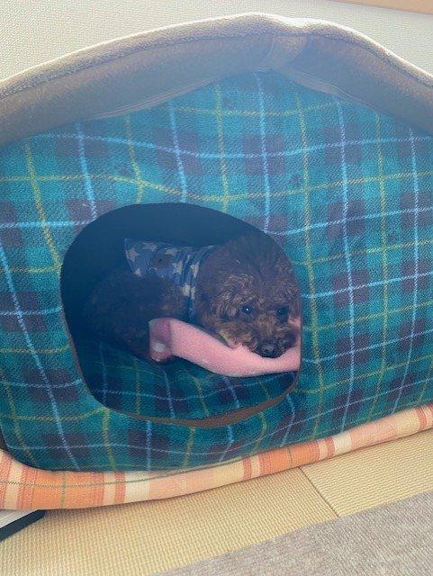 全体のレビュー画像 | 2-0