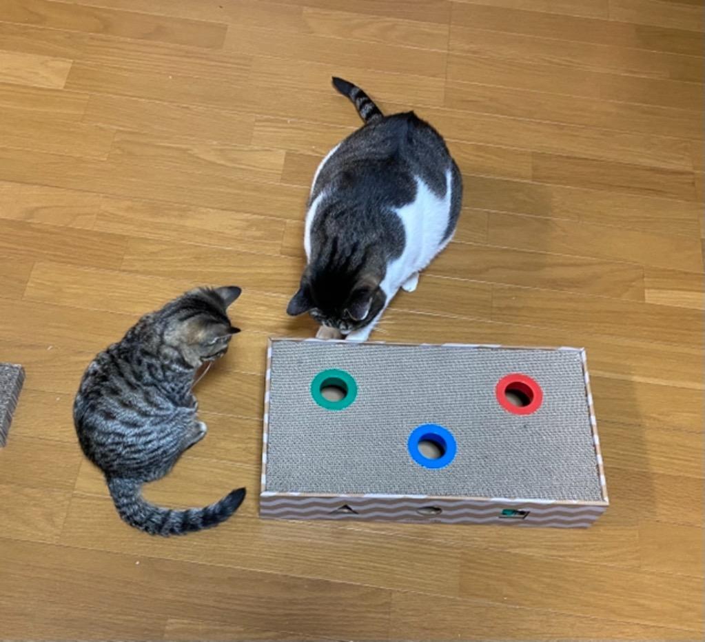 全体のレビュー画像 | 1-1