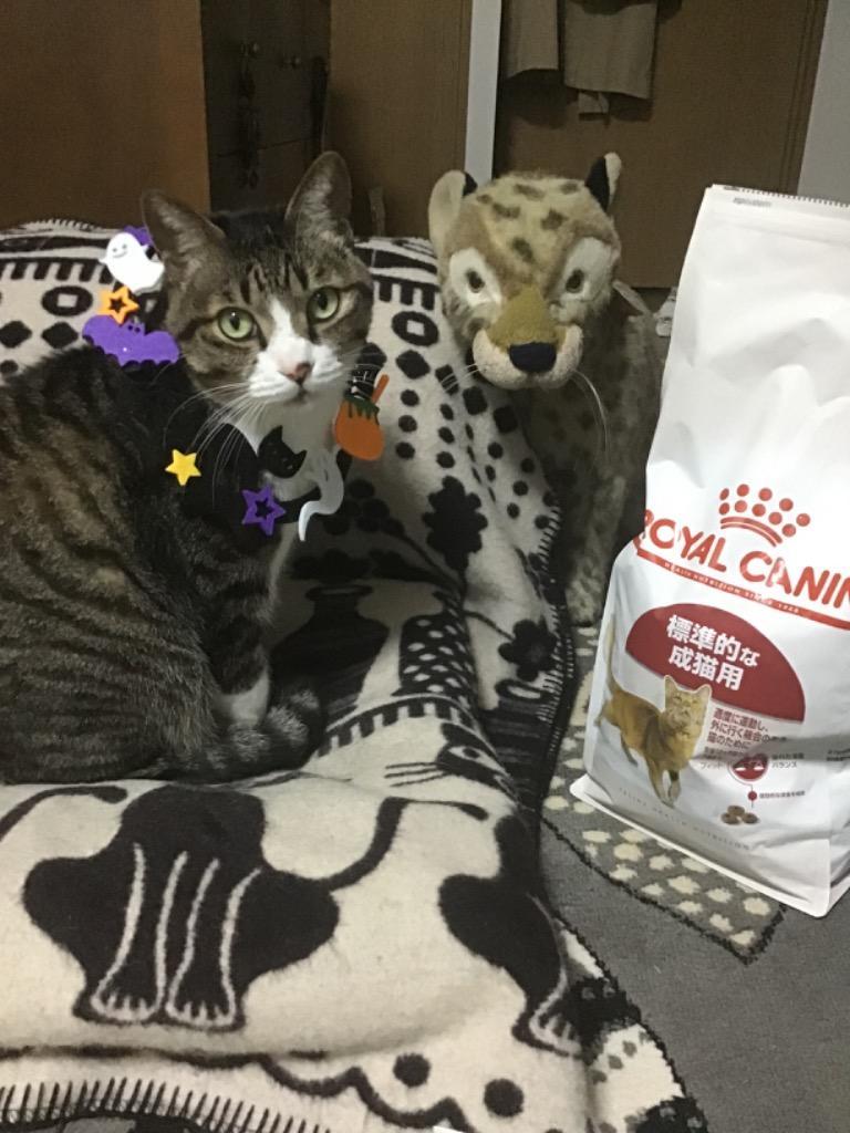 ロイヤルカナン 猫 フィット 2kg (成猫用 生後12ヵ月齢以上 標準的な猫用 FHN キャットフード) 正規品 :9214401:にゃんこの生活  - 通販 - Yahoo!ショッピング