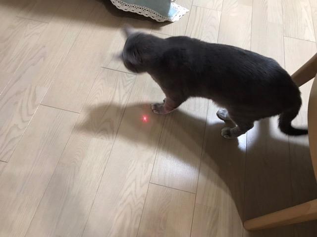 猫のおもちゃ レーザーポインター 猫用おもちゃ 猫グッズ LED ペット